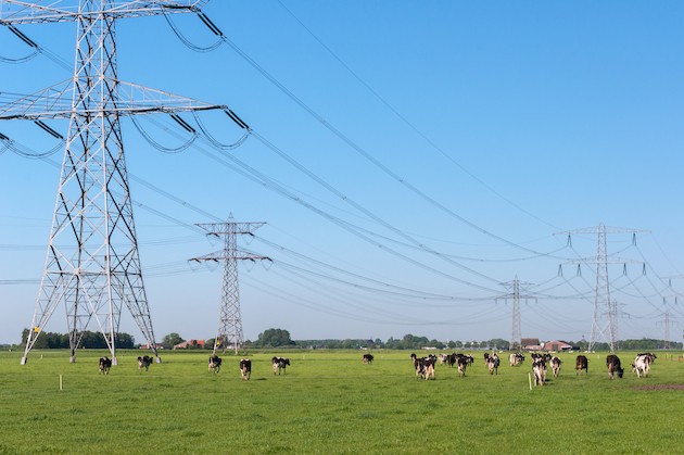 power-pylons-and-cows